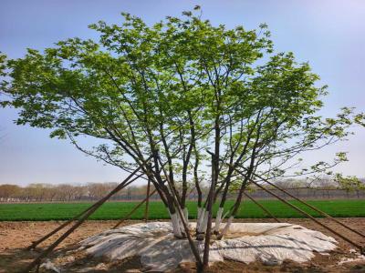 假植叢生蒙古櫟